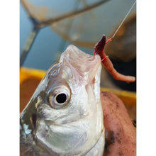 Load image into Gallery viewer, Tubertini Series 2 Red Hooks Worm Casters Roach Bream Match Fishing Hooks