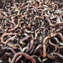 Load image into Gallery viewer, Dendrobaena Worms