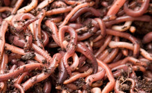 Load image into Gallery viewer, Dendrobaena Worms