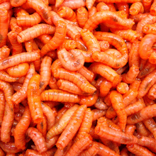 Load image into Gallery viewer, Maggots (Live or Frozen)