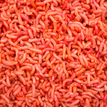 Load image into Gallery viewer, Maggots (Live or Frozen)