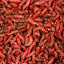 Load image into Gallery viewer, Maggots (Live or Frozen)