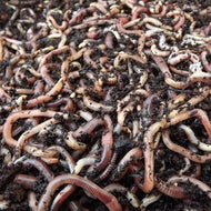 Dendrobaena Worms