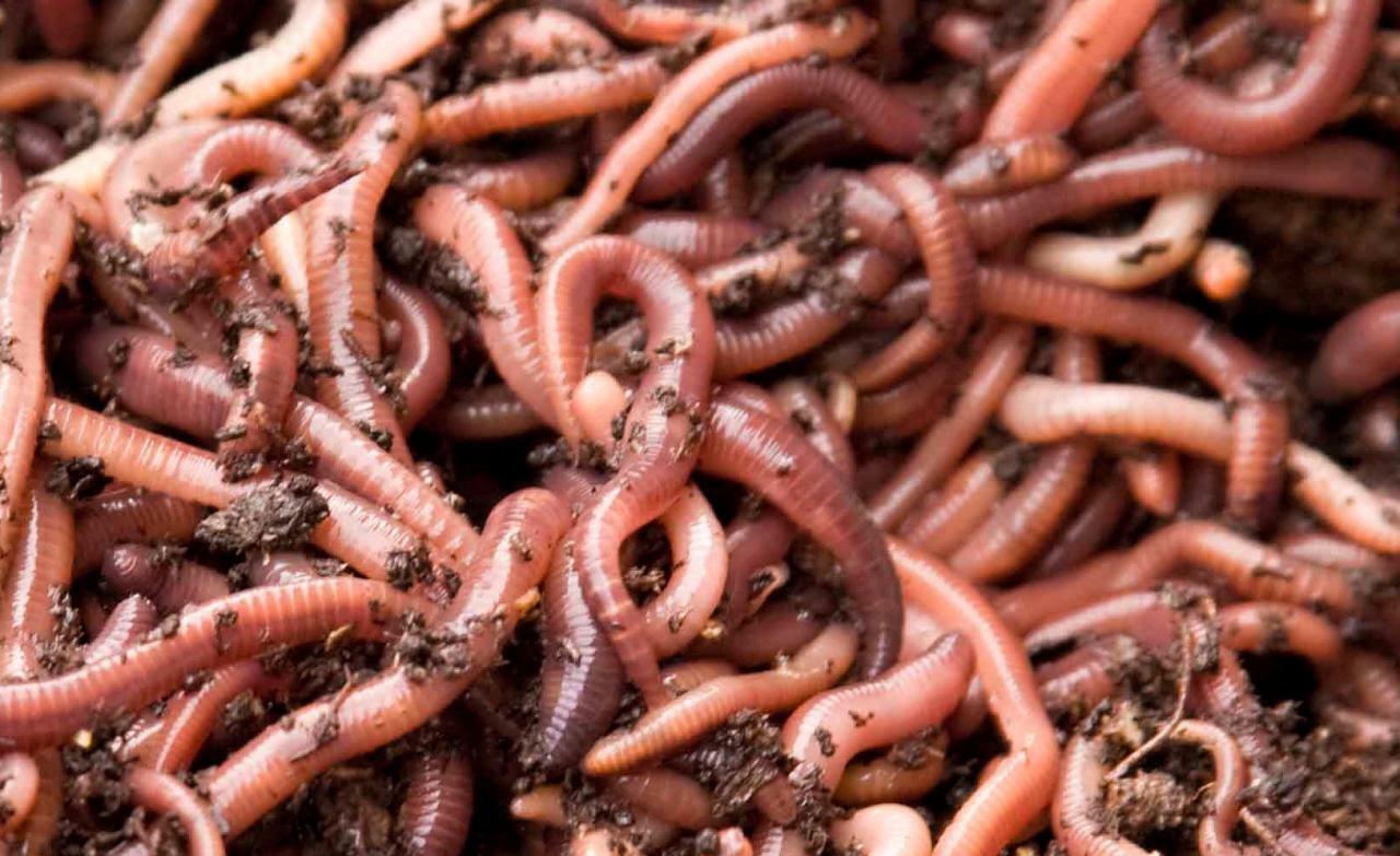 Dendrobaena Worms – hobbyhomeuk
